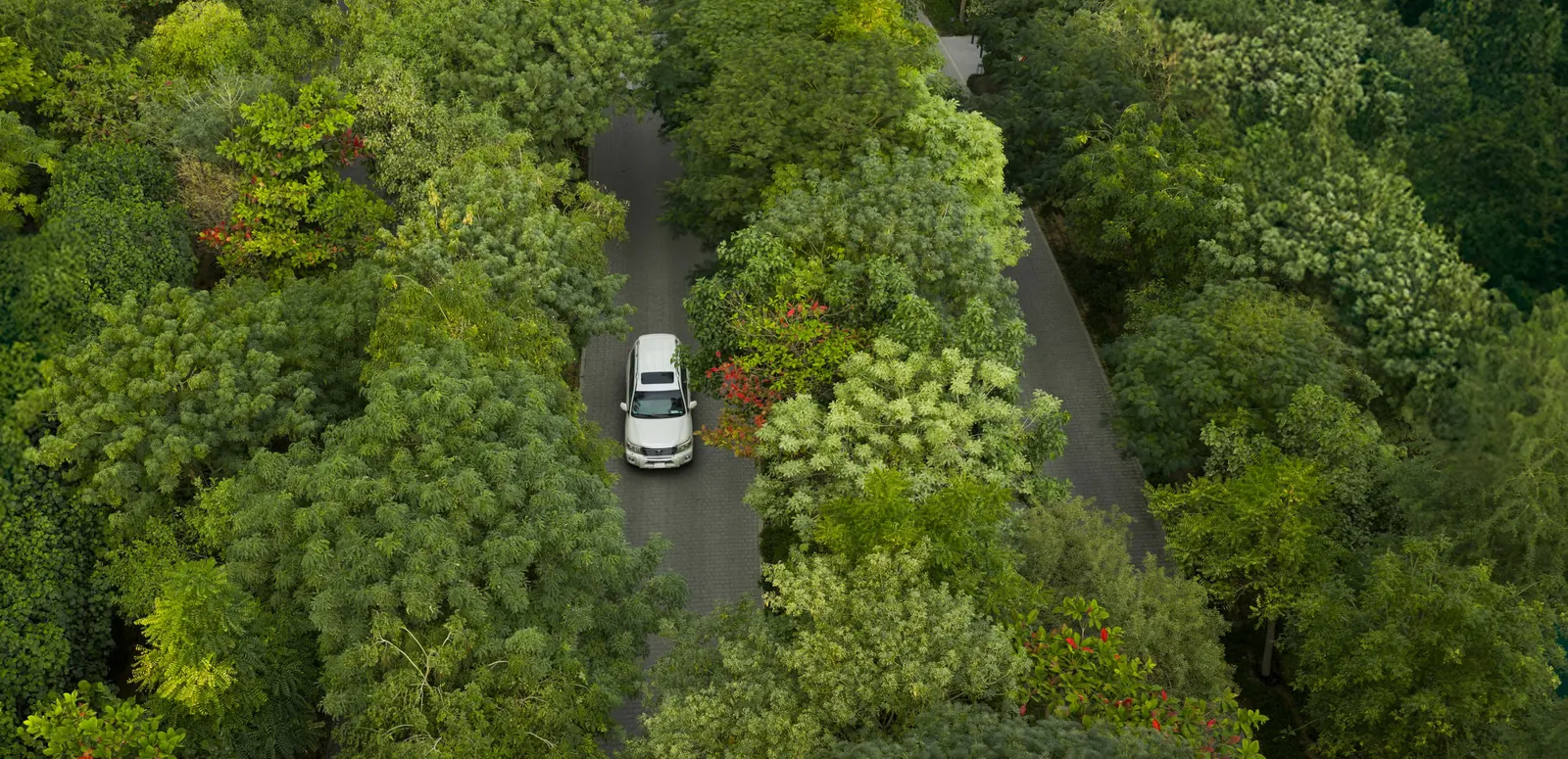 A road through the Masaar forest, seen from above (artist's impression)